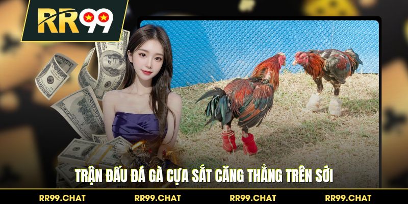 Trận đấu đá gà cựa sắt căng thẳng trên sới